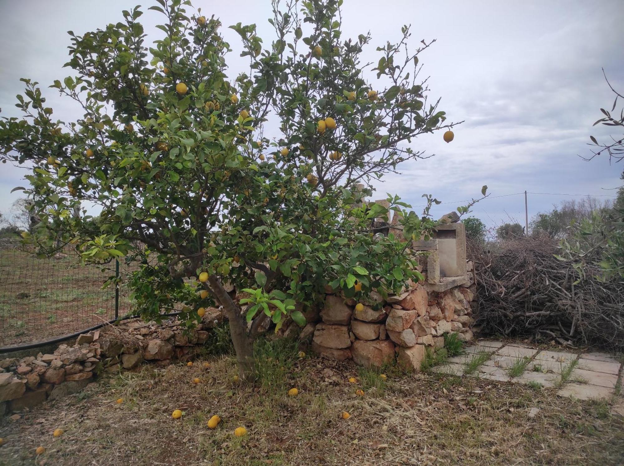 Trullo Contrada Specchi Apartment Racale Exterior foto